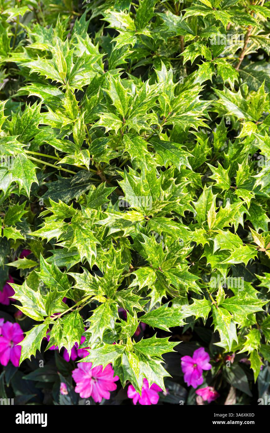 Holly osmanthus, Holly Olive, False holly (Osmanthus heterophyllus 'Goshiki', Osmanthus heterophyllus Goshiki, Osmanthus heterophyllus var. Tricolor), Stockfoto