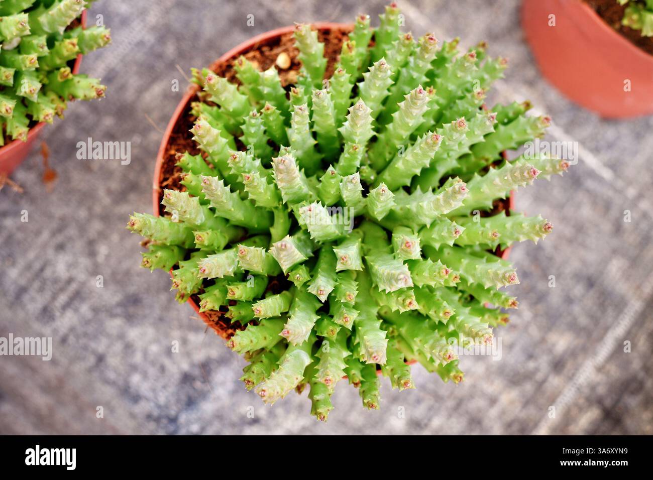 Blick von oben auf die Zimmerpflanze „Stapelia Desmetiana“ mit kaktähnlichen Zahnstämmen im Blumentopf. Auch „Orbea variegata“ genannt Stockfoto