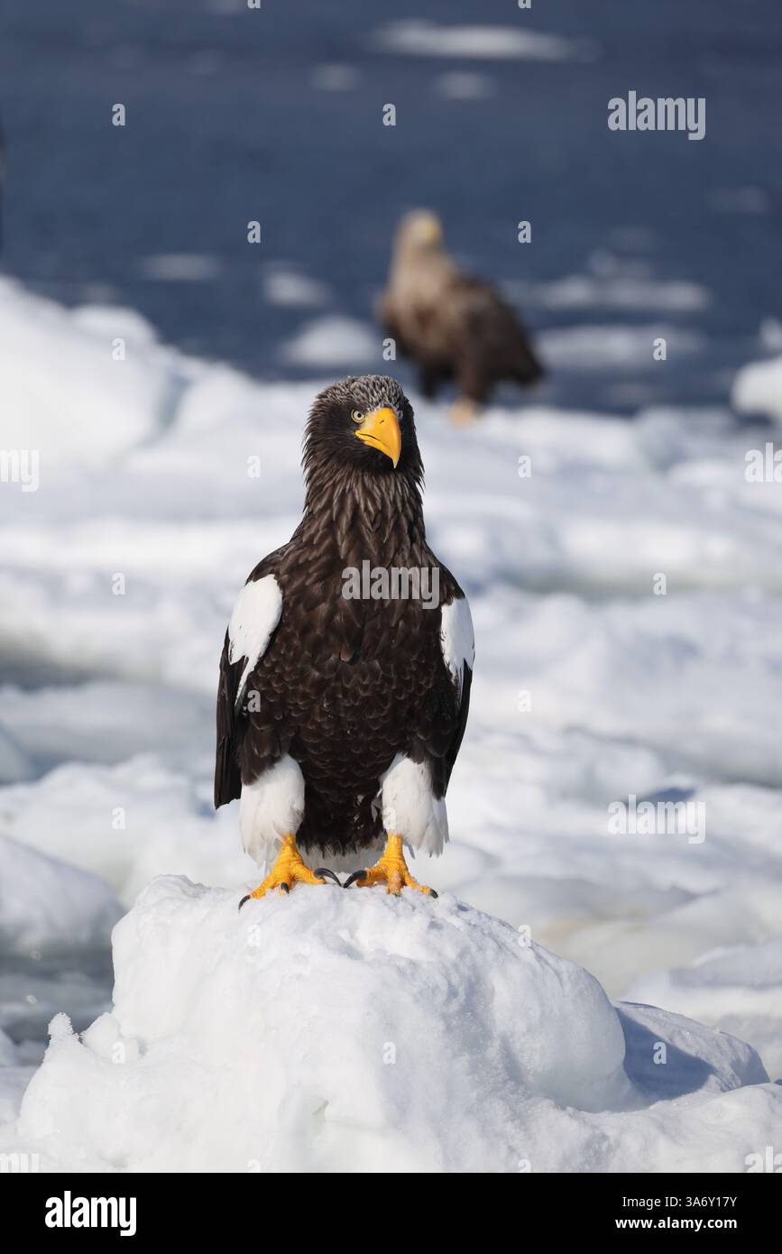 Steller's Seeadler (Haliaeetus pelagicus), auch bekannt als Pazifikseeadler oder Weißschulteradler Stockfoto