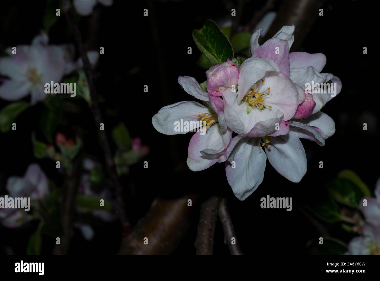 apfelblüte - Nachtpostkarte Stockfoto