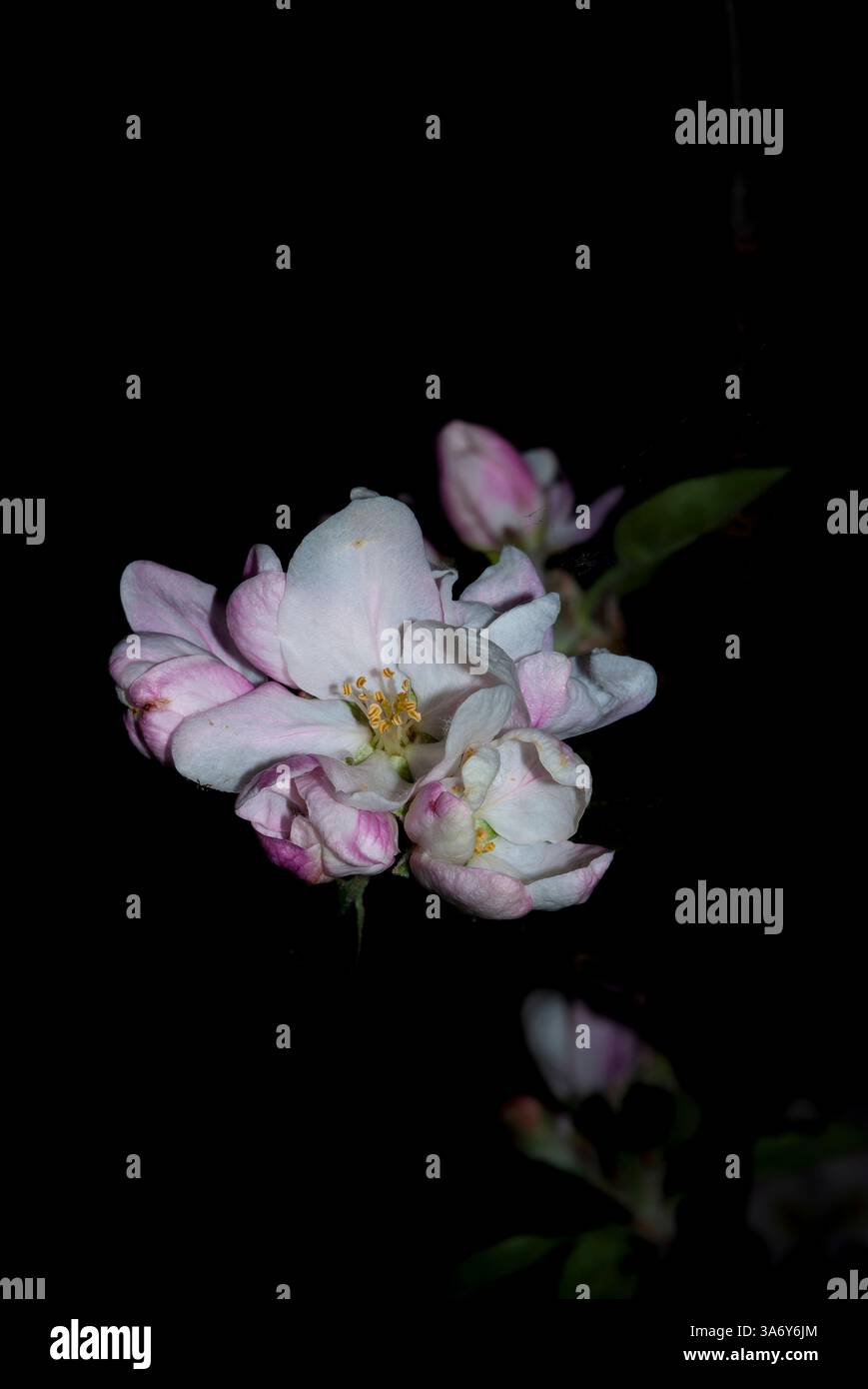 apfelblüten – vertikale Postkarte Stockfoto