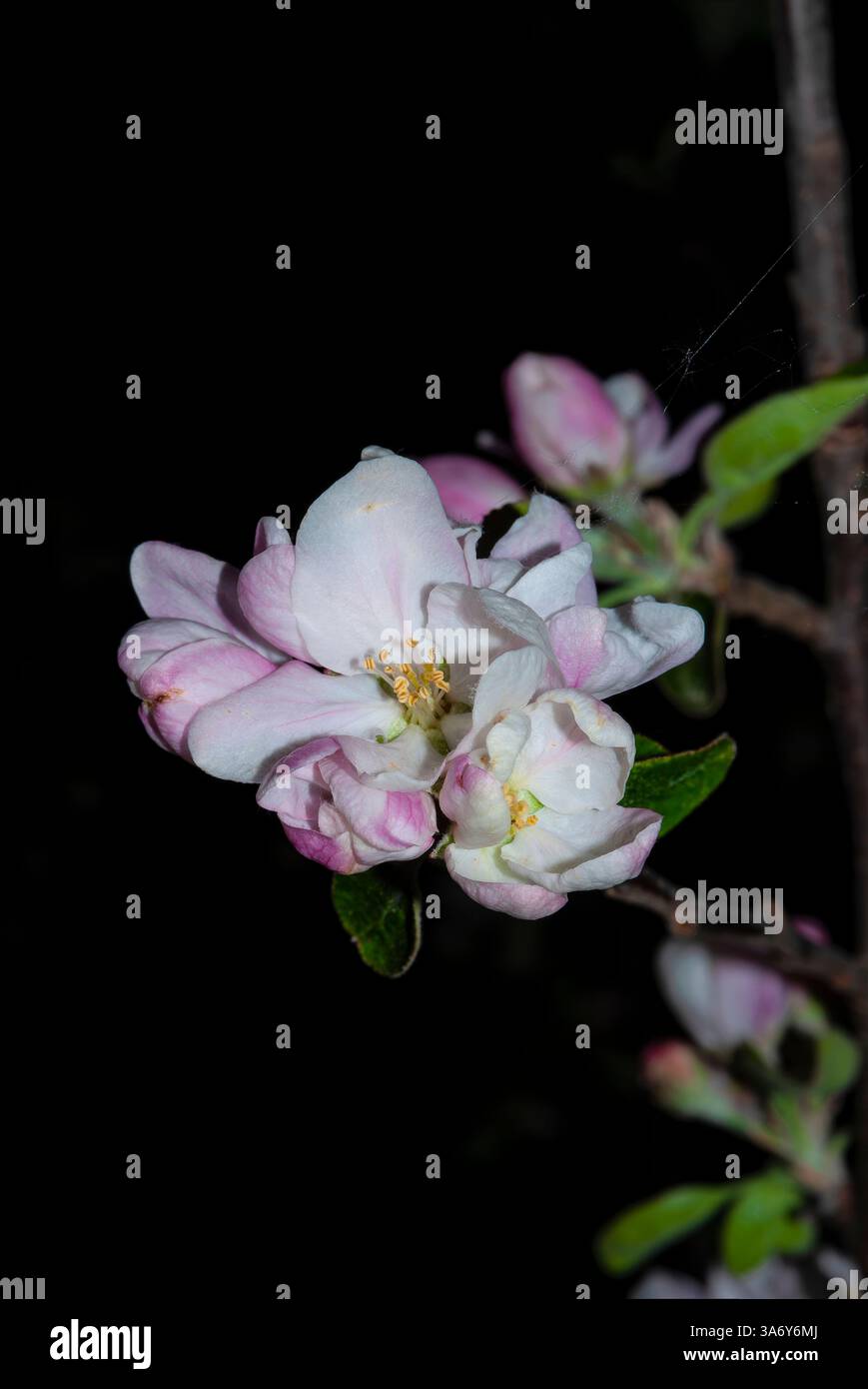 apfelblüten im Makro Stockfoto