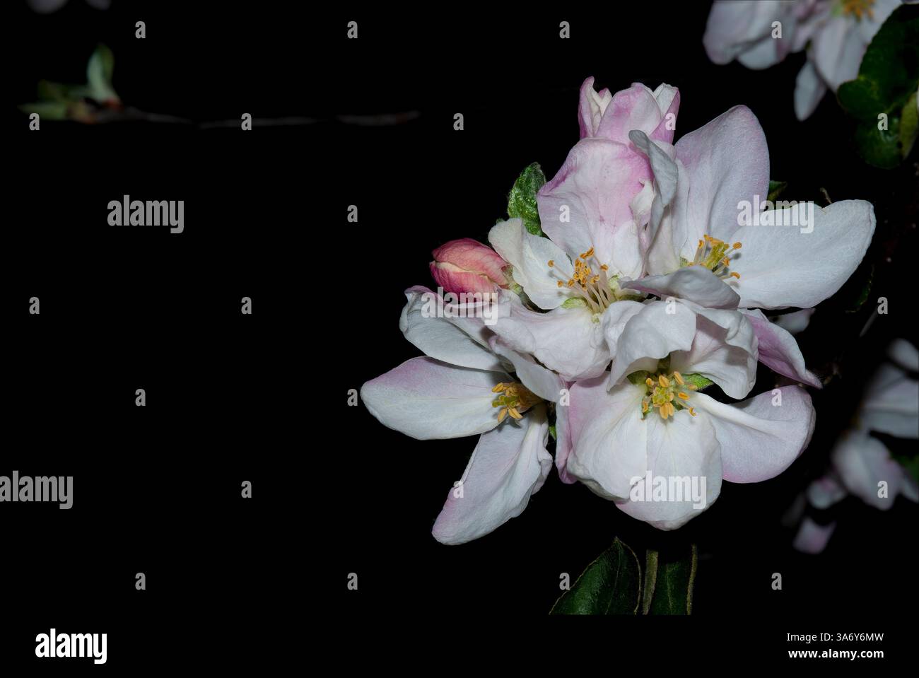 apfelblüten auf schwarzem Hintergrund Stockfoto