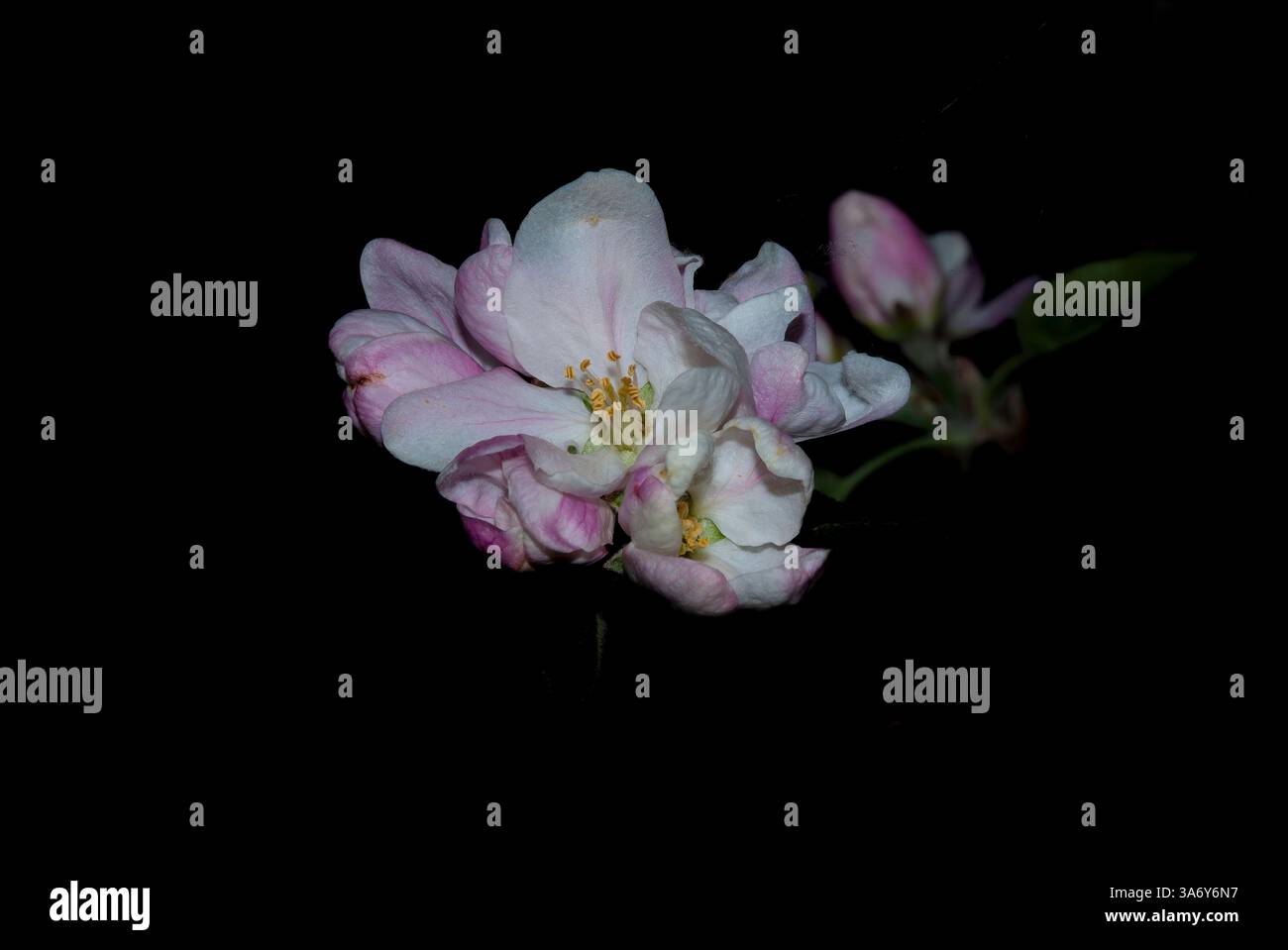 apfelblüten auf dunklem Hintergrund Stockfoto