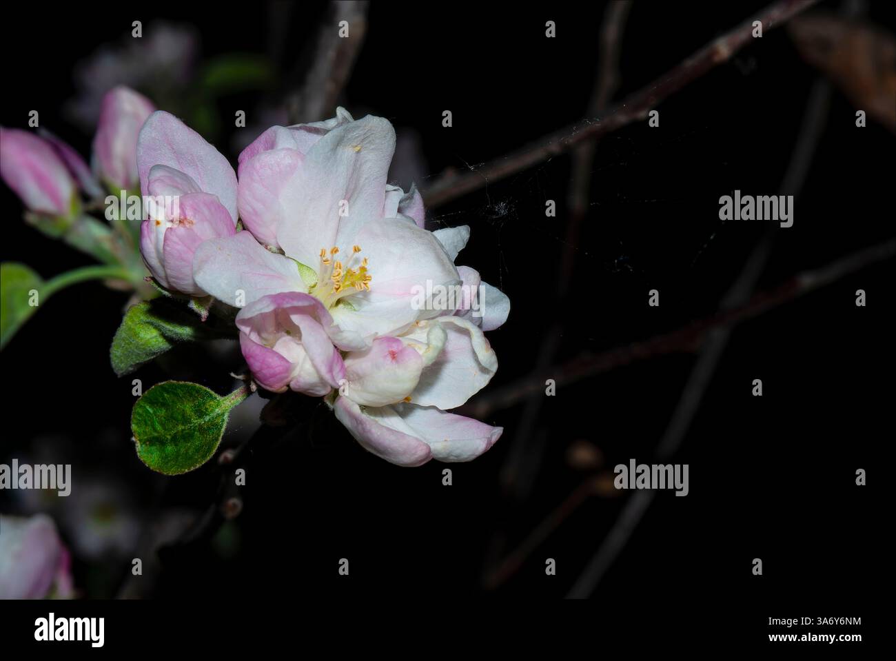 apfelblüten auf dem Hintergrund von Zweigen Stockfoto