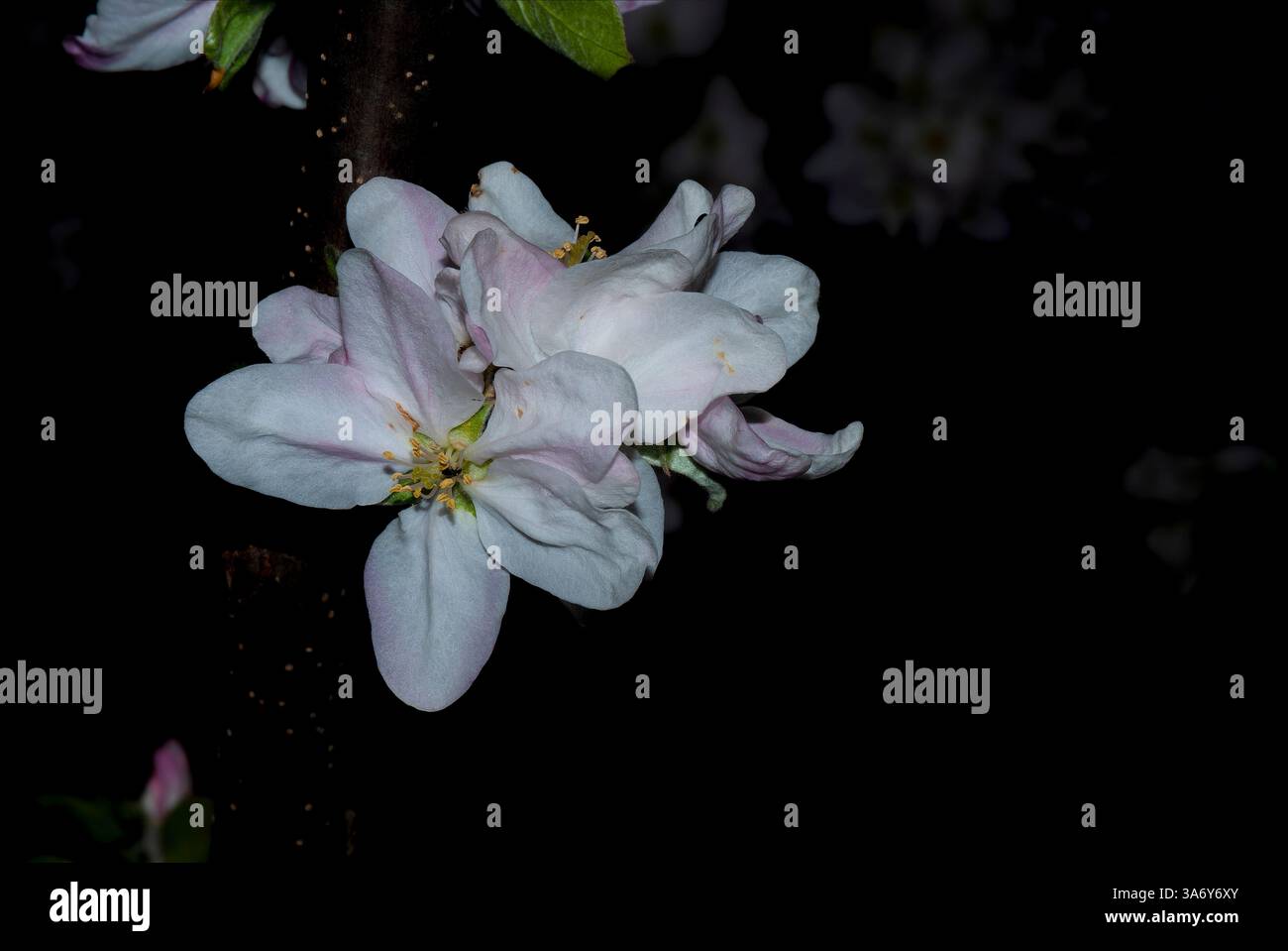 Blühende Apfelblüte - Nahaufnahme Stockfoto