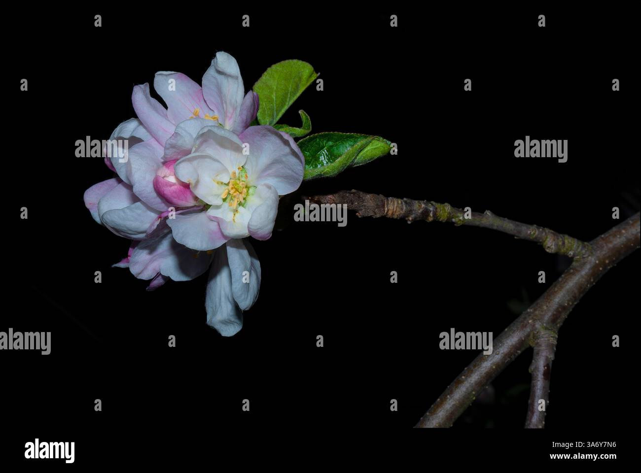 Apfelblütenzweig auf dunklem Hintergrund Stockfoto