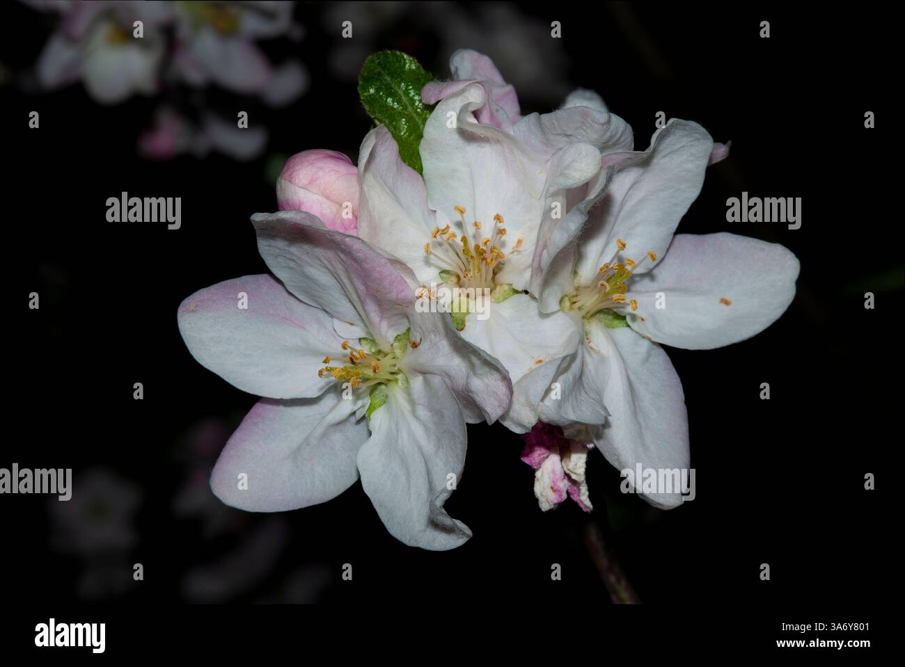 Große Apfelblütengruppe Stockfoto