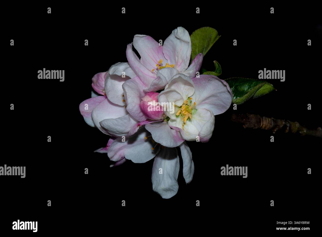 Große Apfelblüten auf schwarzem Hintergrund Stockfoto