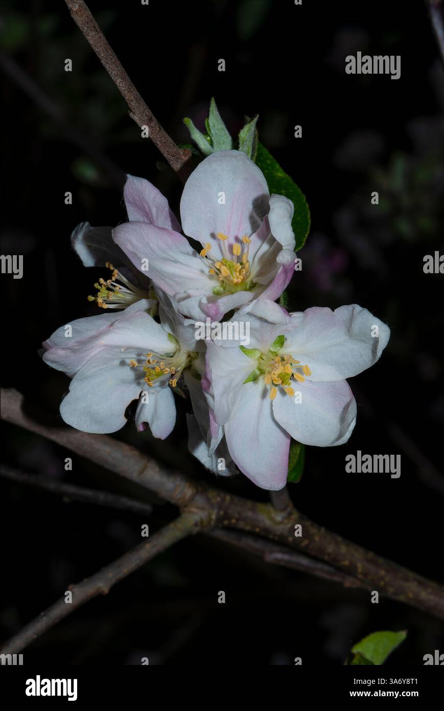 Große Apfelblüten Stockfoto