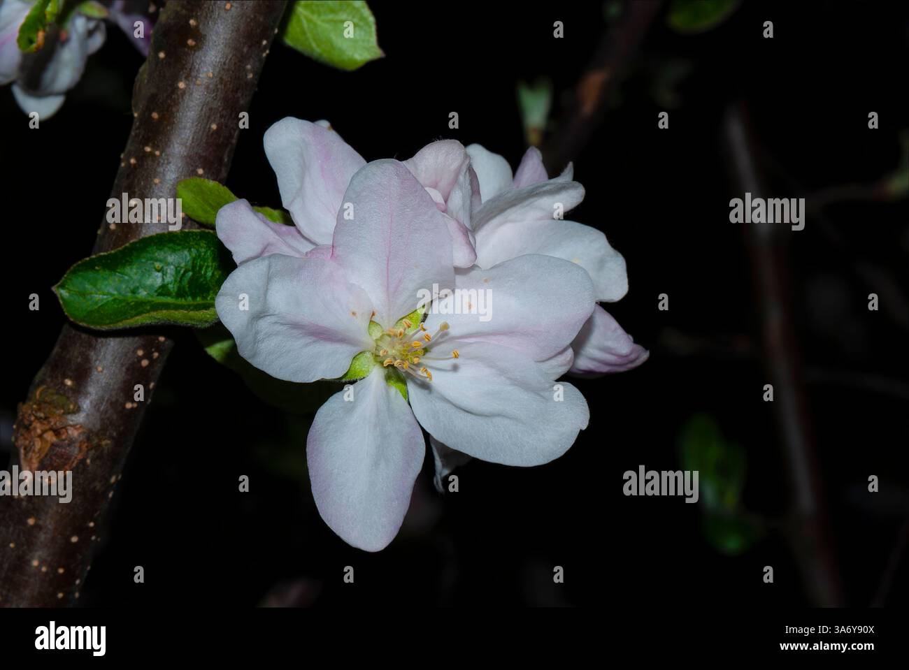 Große Apfelblüten im Nachthimmel Stockfoto