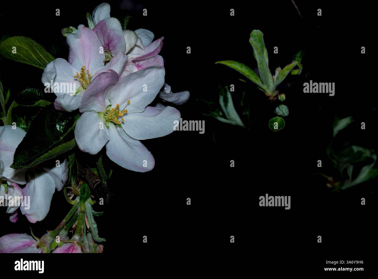 Nachtpostkarte mit Apfelblüten Stockfoto