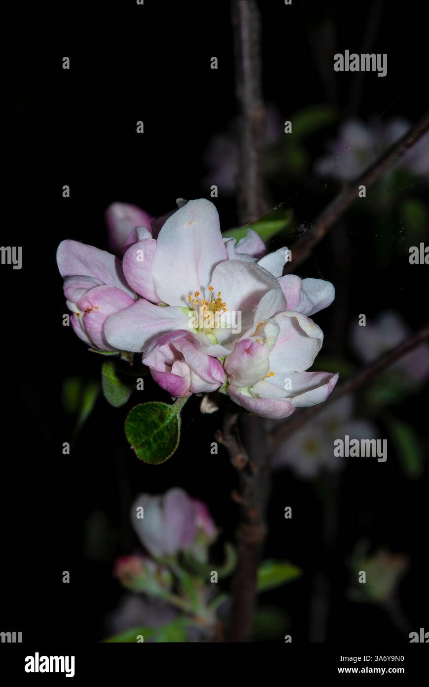 Blütenblätter und Staubblätter einer Apfelblüte Stockfoto