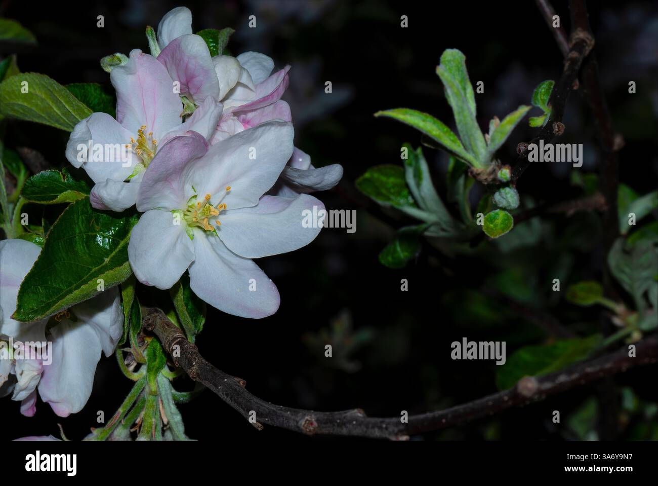 Postkarte aus dem Nachtapfelgarten Stockfoto