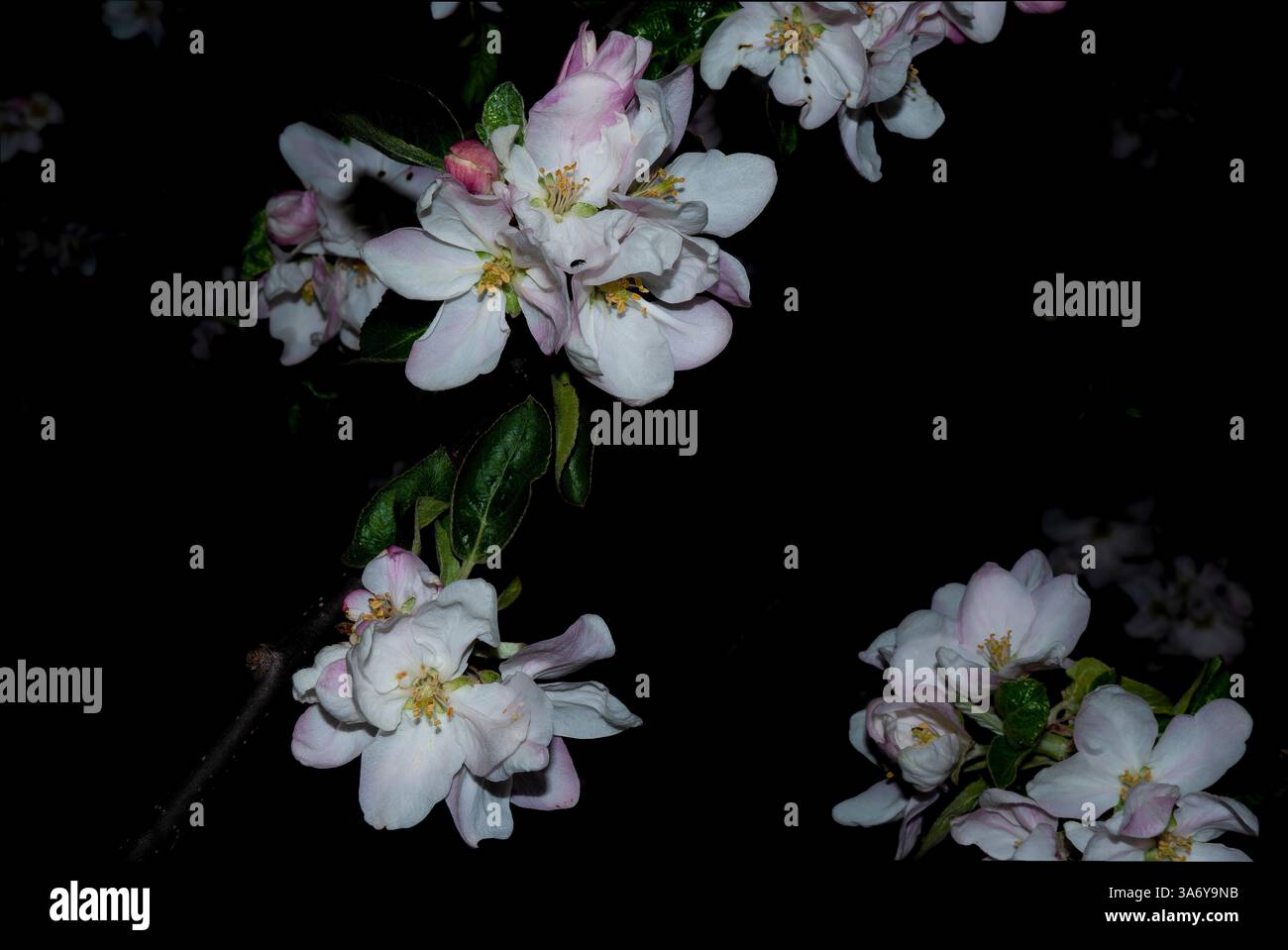Postkarte der nächtlichen Apfelblüten Stockfoto