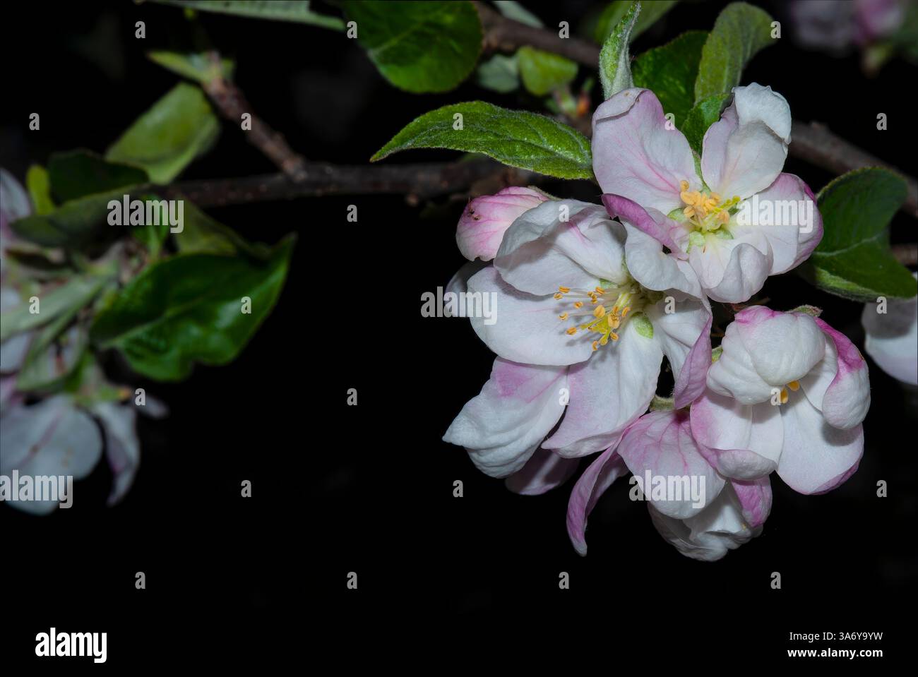 Ein Zweig Apfelblüten in der Nacht Stockfoto