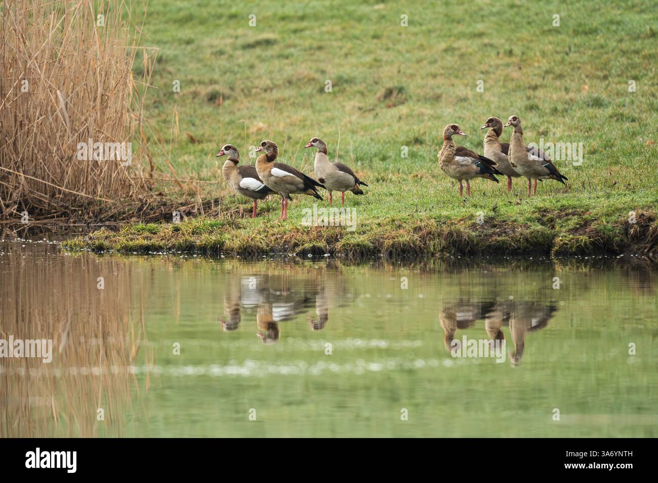 Rottweil, Deutschland. März 2025. Nilgänse stehen am Ufer des Pappelsees bei Dietingen (Landkreis Rottweil) und spiegeln sich in der Oberfläche des Sees. Quelle: Silas Stein/dpa/Alamy Live News Stockfoto