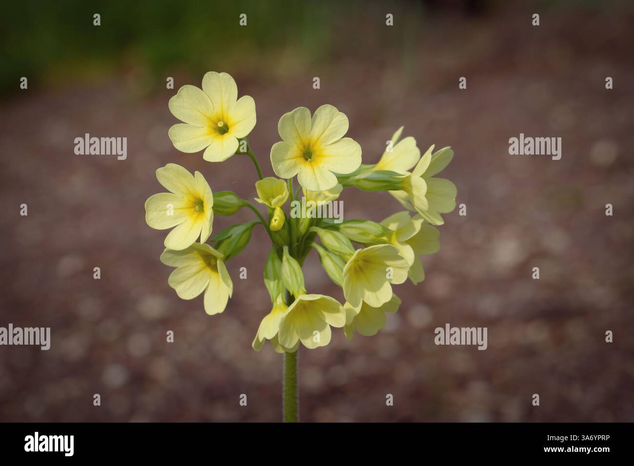 Blüten einer Primula veris, die auch als Heilpflanze gegen Erkältungen und Gicht verwendet wird Stockfoto