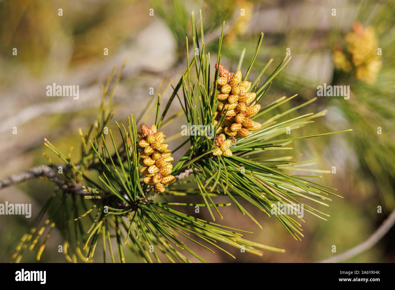 Piniensprossen im Frühling gefüllt mit Pollen, Alcoy, Spanien Stockfoto