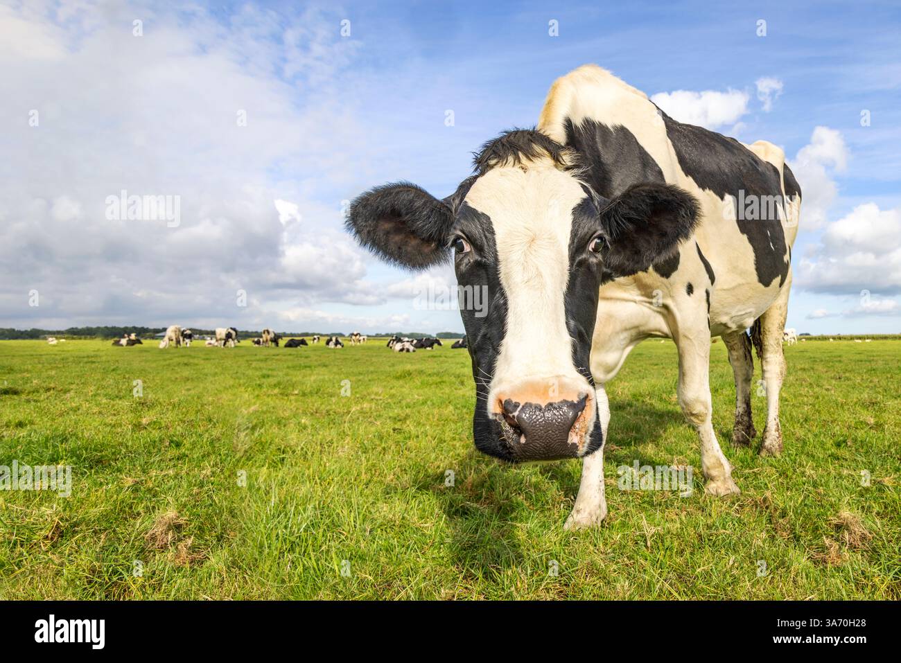Neugierige Kuh, die sich auf einem Feld nähert, schwarz-weiß geflecktes Fell, voll im Fokus auf der ganzen Länge und blauer Himmel, grüner Grashorizont über Land Stockfoto