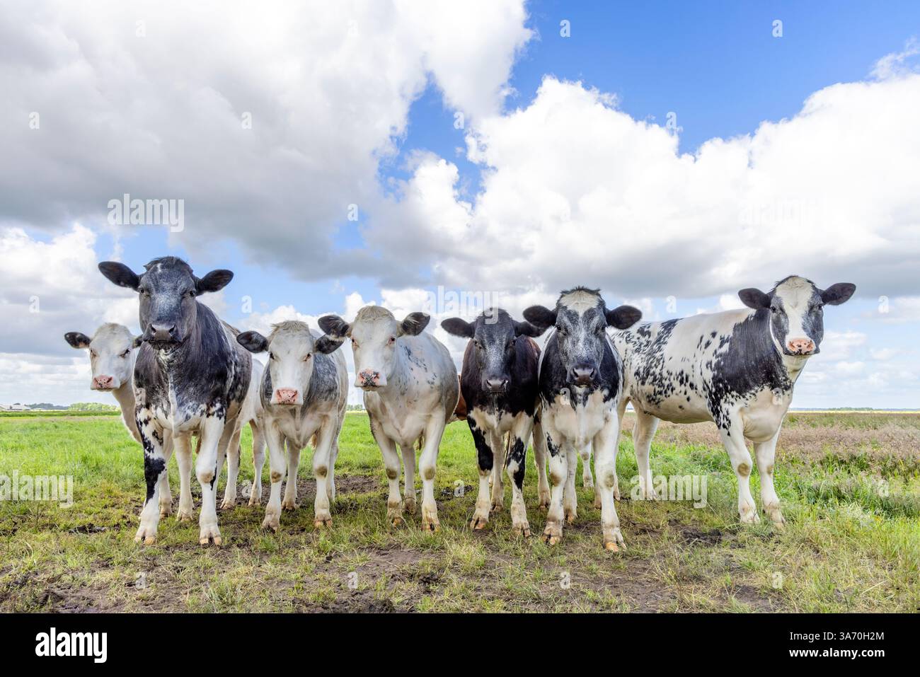 In einer Reihe Kühe nebeneinander auf einem Feld, Vorderansicht, schwarz-weiß-neugierig aussehend, ein bewölkter blauer Himmel Stockfoto