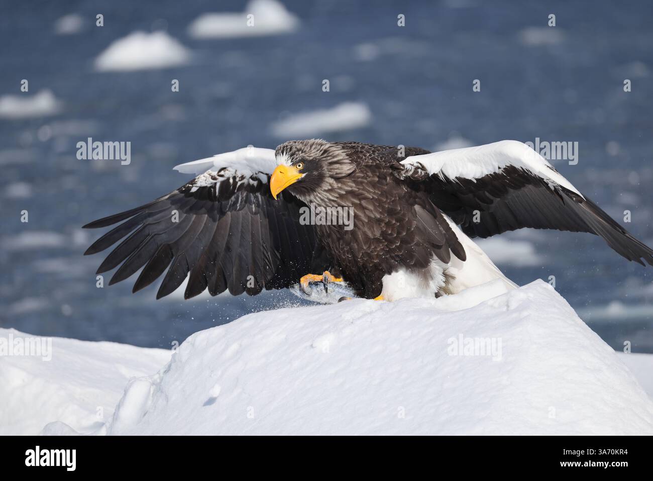 Steller's Seeadler (Haliaeetus pelagicus), auch bekannt als Pazifikseeadler oder Weißschulteradler Stockfoto