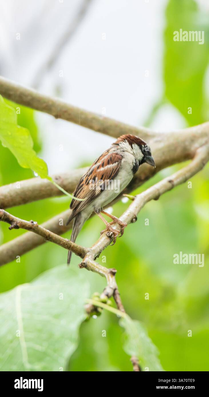 Vogel (House Sparrow, Passer domesticus) Männchen hellere schwarze, weiße und braune Markierungen auf einem Baum in einer wilden Natur Stockfoto