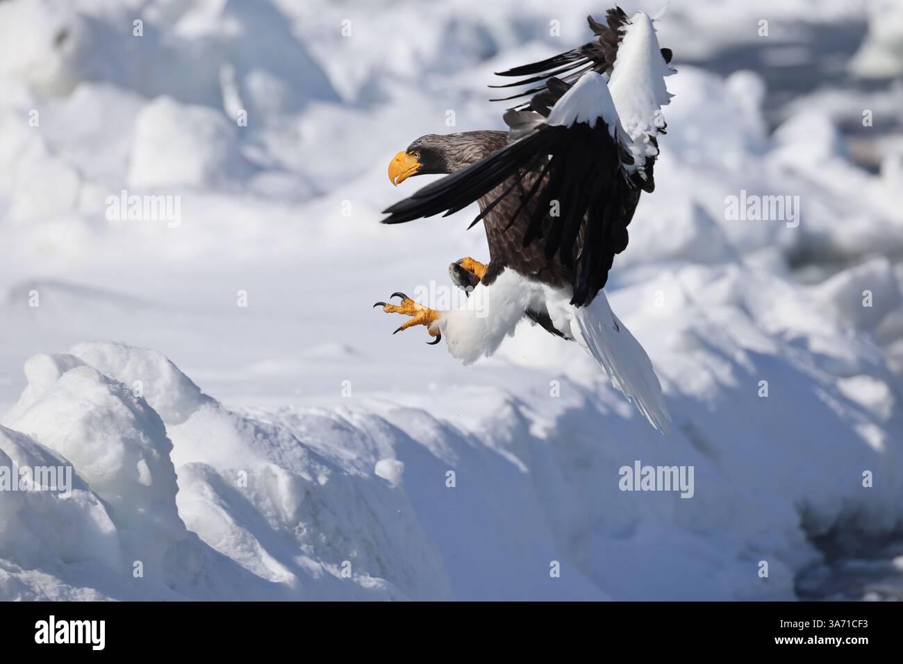 Steller's Seeadler (Haliaeetus pelagicus), auch bekannt als Pazifikseeadler oder Weißschulteradler Stockfoto