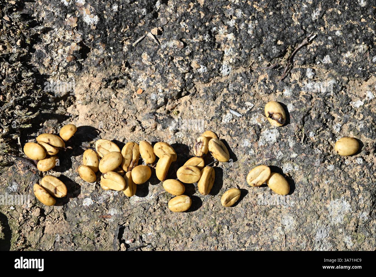 Grüne Kaffeebohnen in Idukki, die rohen, nicht gerösteten Samen der Kaffeekirsche in Indien, Asien Stockfoto