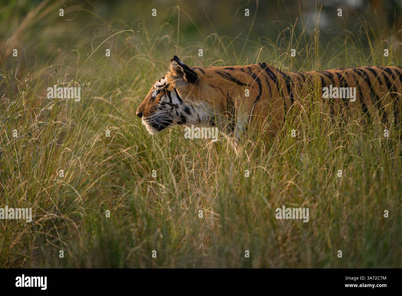 Bengalischer Tiger in Grasgebiet im Panna Tiger Reserve, Madhya Pradesh, Indien Stockfoto