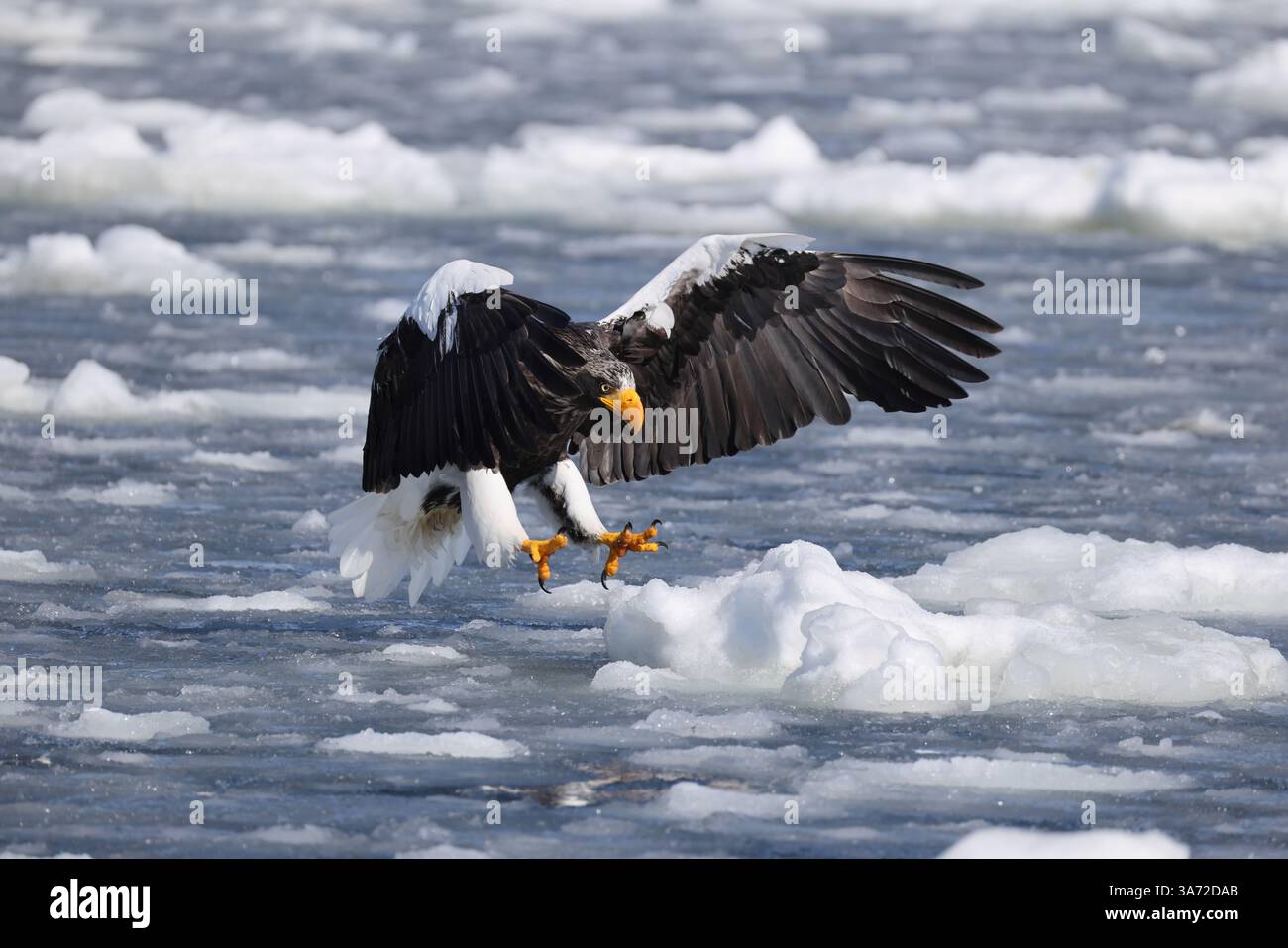 Steller's Seeadler (Haliaeetus pelagicus), auch bekannt als Pazifikseeadler oder Weißschulteradler Stockfoto