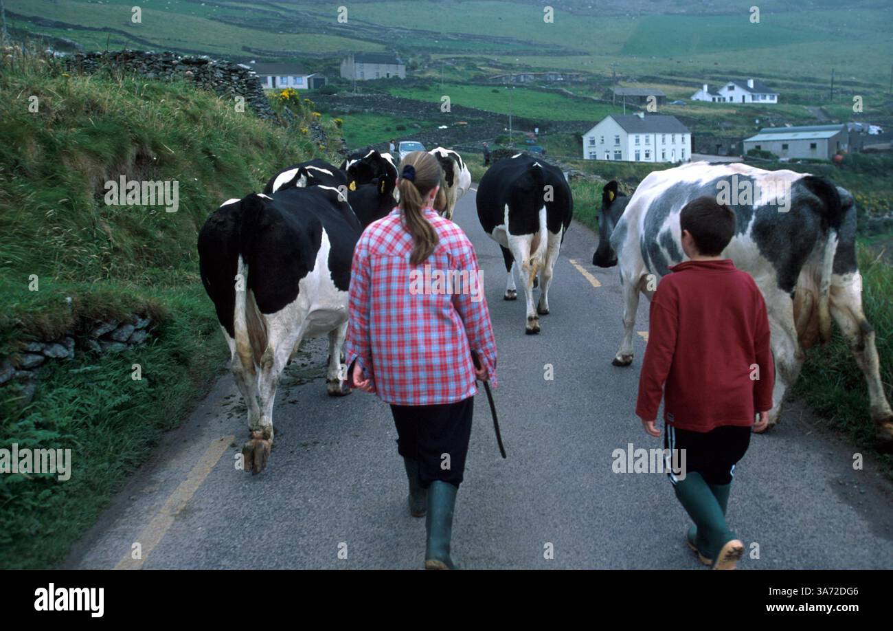 1. Januar 2011: Irische Kinder hüten Kühe entlang der Straße zu einer nahegelegenen Farm in der Nähe von Dunquin am westlichen Ende der Dingle-Halbinsel. County Kerry, das meistbesuchte County in Irland. PAUL QUAYLE/ 2004.K36516PQ(Bild: © Globe Photos/ZUMAPRESS.com) Stockfoto