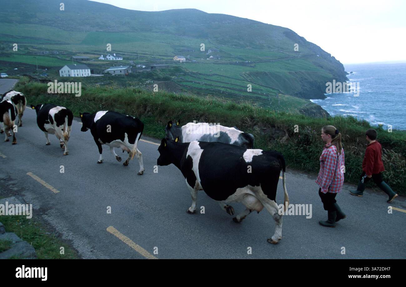 1. Januar 2011: Irische Kinder hüten Kühe entlang der Straße zu einer nahegelegenen Farm in der Nähe von Dunquin am westlichen Ende der Dingle-Halbinsel. County Kerry, das meistbesuchte County in Irland. PAUL QUAYLE/ 2004.K36516PQ(Bild: © Globe Photos/ZUMAPRESS.com) Stockfoto