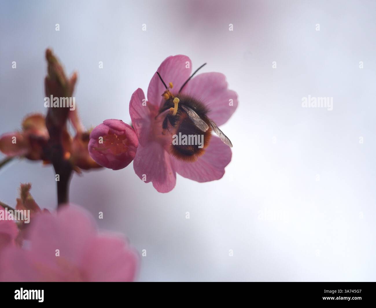 Isoliertes Makro einer europäischen Obstbiene (Osmia cornuta), die Pollen aus einer prunus campanulata sammelt, auch bekannt als Taiwan-Kirsche, Formosan-Kirsche oder Stockfoto