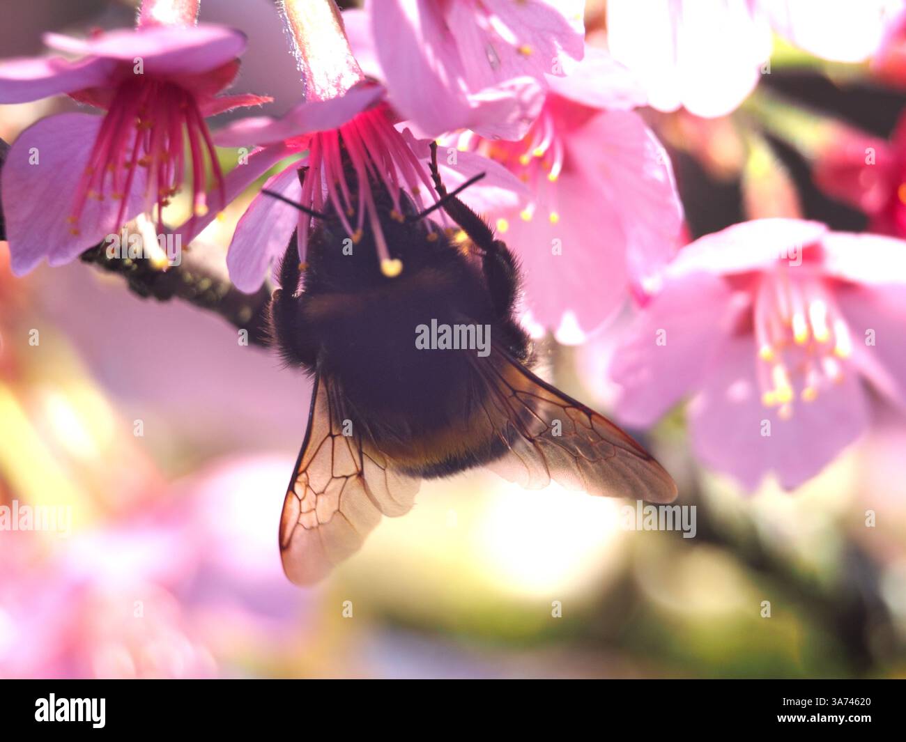 Nahaufnahme einer Hummel (bombus terrestris) oder einer großen Erdhummel, die Pollen aus einer prunus campanulata sammelt, auch bekannt als Taiwan ch Stockfoto