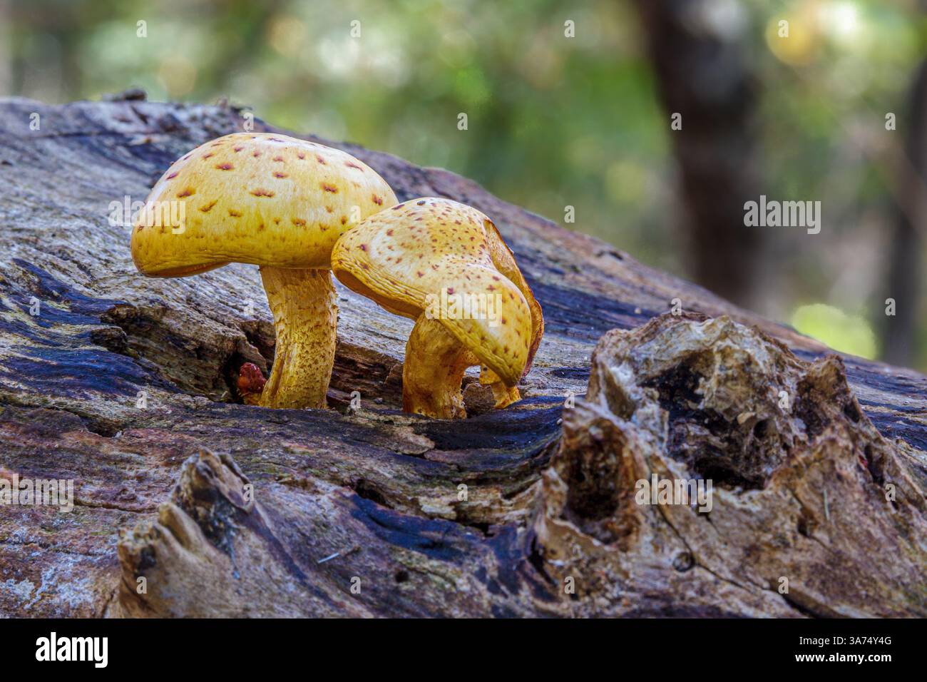 Hellgelbe Pilze, die auf gereiftem Baumstamm im gefleckten Waldlicht wachsen Stockfoto