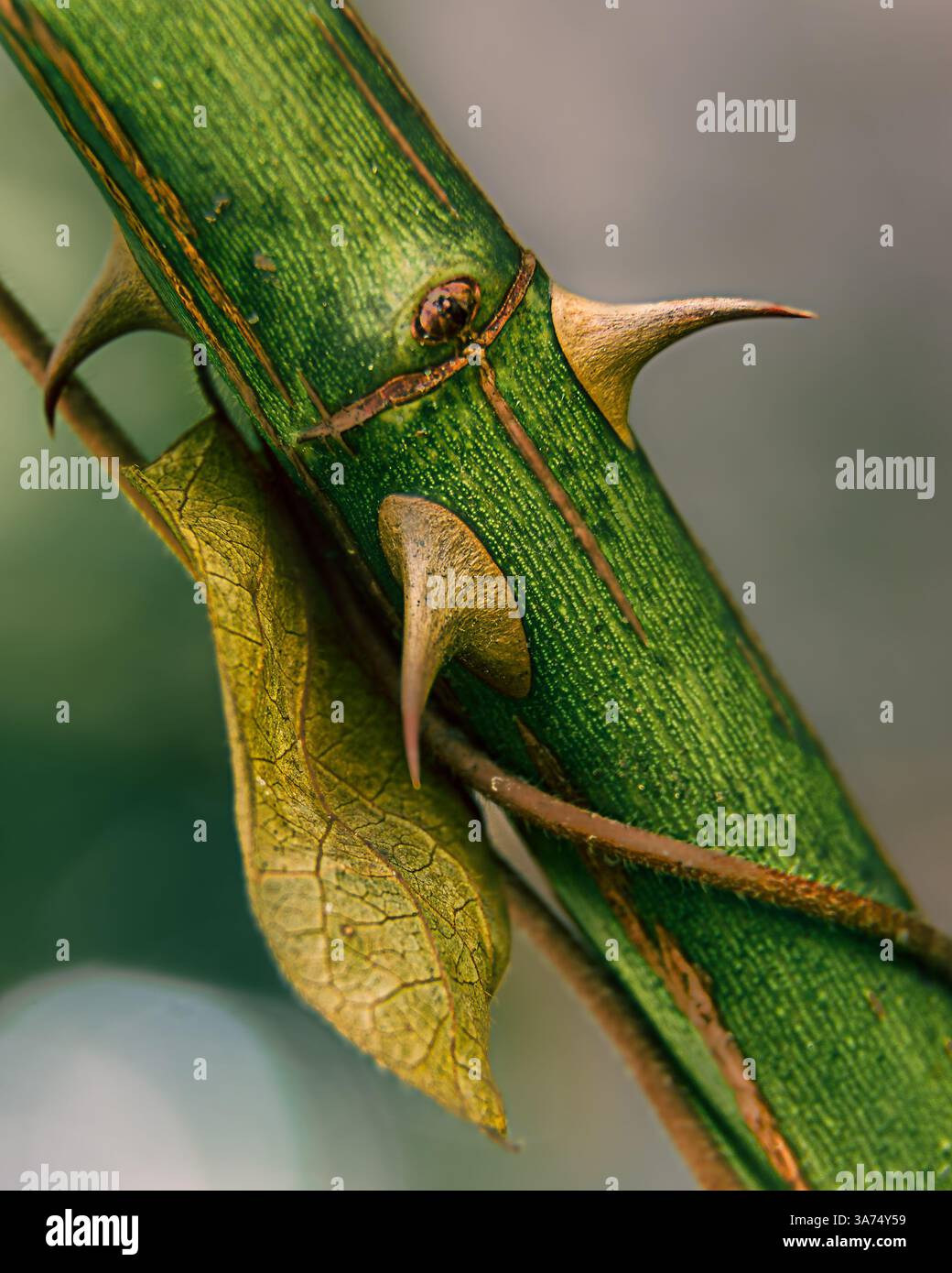 Nahaufnahme des Dorny Green Stiels mit Blatt und detaillierter Textur Stockfoto