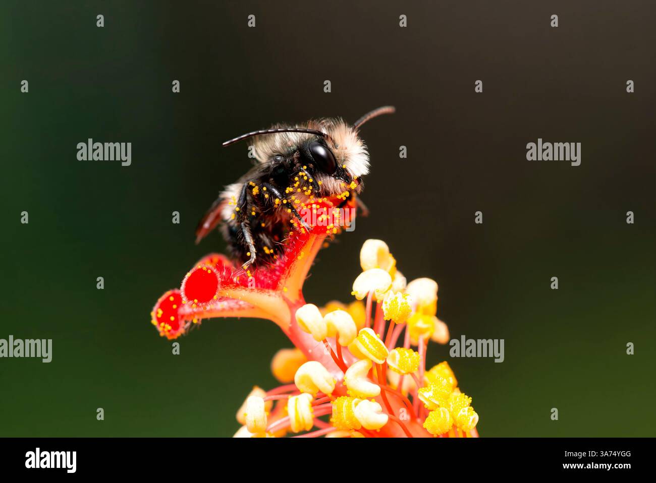 Männliche Maurerbiene (osmia) mit Pollen bedeckt, ruht auf einer Hibiskusblüte - leuchtend gelb und rot Stockfoto
