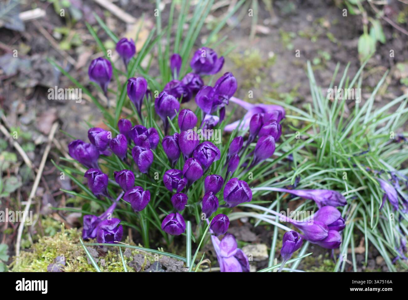 Nahaufnahme des Crocus vernus Stockfoto