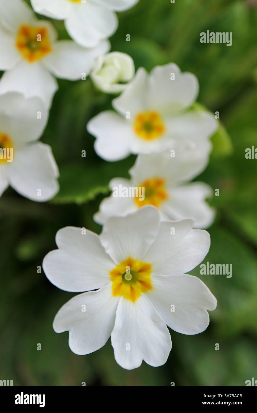 Weiße Primula mit zarten Blütenblättern, gelben Staubblättern und grünen Blättern im Garten, frühlingshafte weiße Primula Makro, vertikale, blühende Blumen, blumig Stockfoto