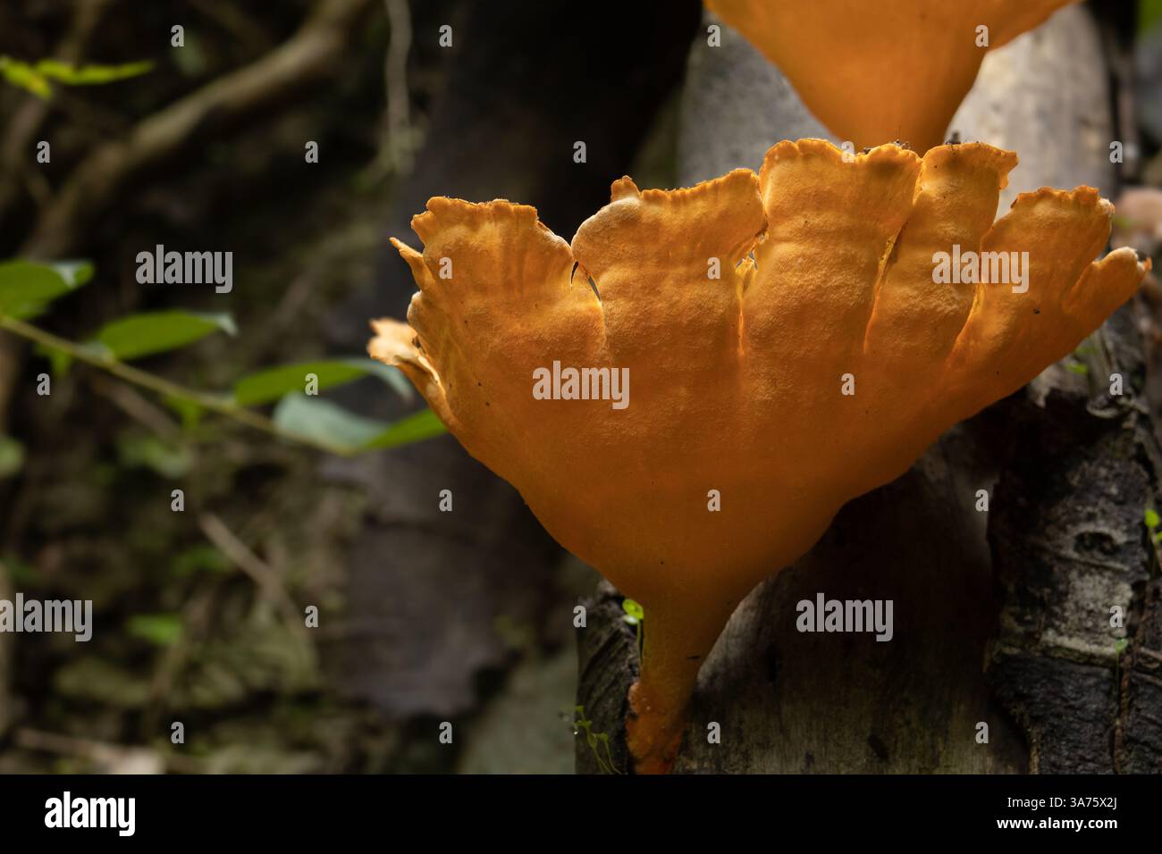 Leuchtender Orangenpilz, der auf verfallendem Baumstamm in Waldumgebung wächst Stockfoto