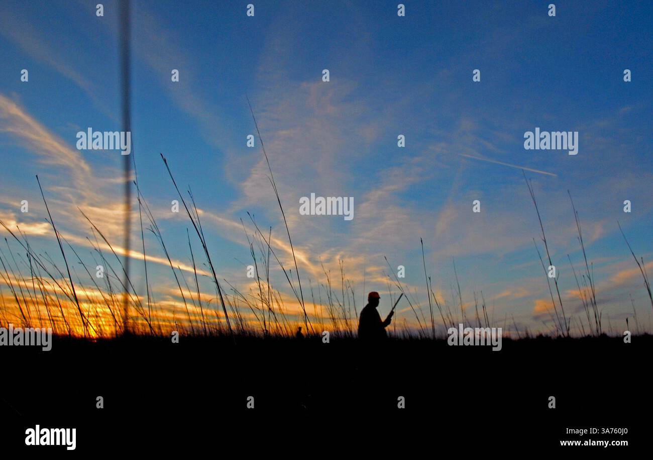 4. Dezember 2012 - USA - Ein Jäger sucht Fasan auf einer Jagd. (Bild: © Dennis Anderson/MCT/ZUMAPRESS.com) Stockfoto