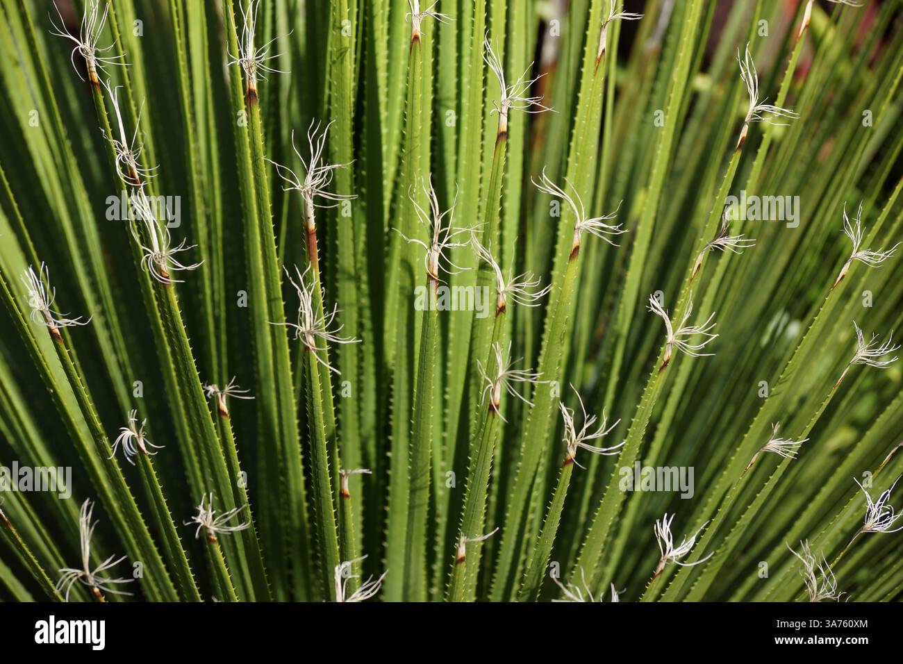 Im Garten des Bantry House Stockfoto