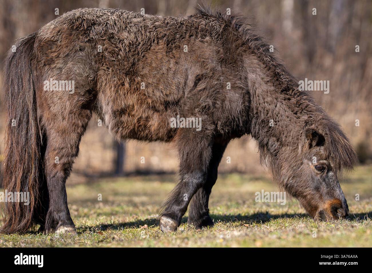 Porträt von Shetland-Pony oder Sheltie. Nahaufnahme des rauchigen schwarzen Shetland-Ponys. Shetlandpony (Equus caballus) im Feld. Stockfoto