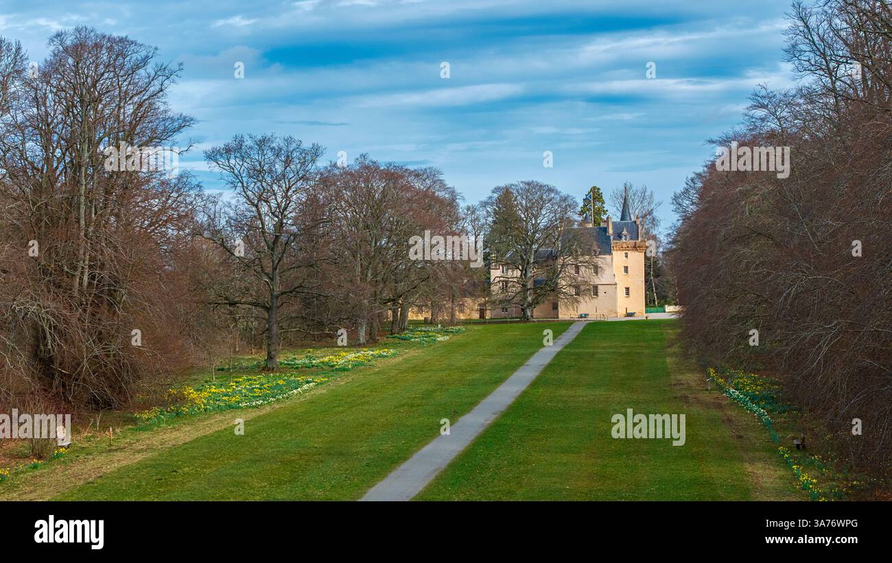 Brodie Castle Moray Scotland Rasenflächen mit Bäumen und Narzissen im Frühling Stockfoto