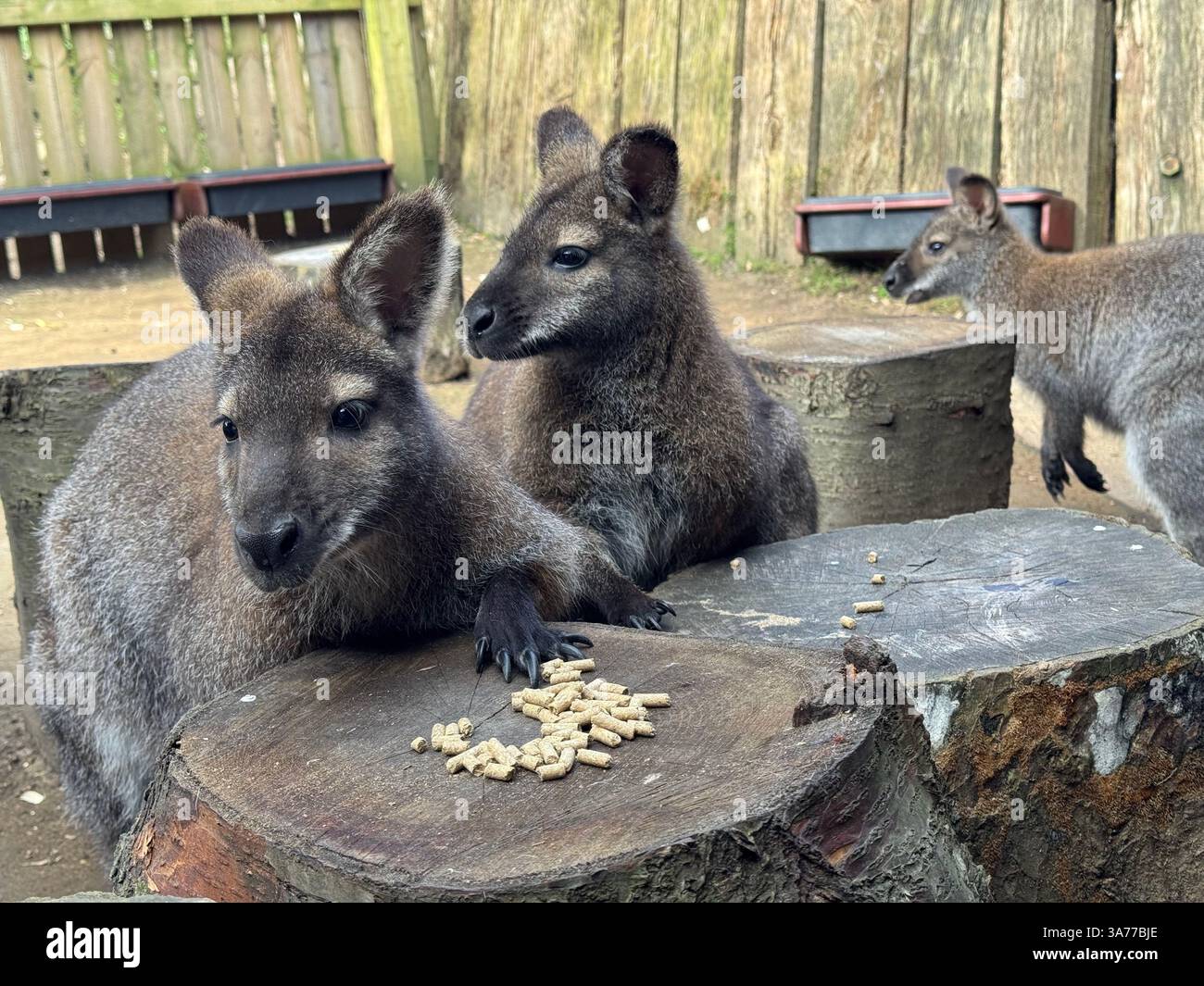 Rothalswallabys beim Frühstück im Londoner Zoo Stockfoto