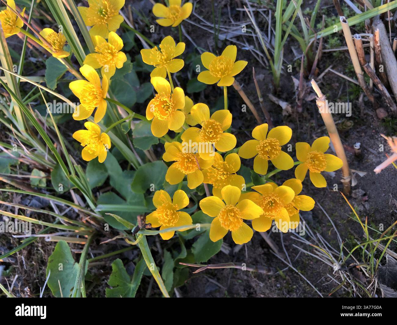Primeln Sumpfblume oder Caltha, hellgelbe Blüten mit Staubblättern in Nahaufnahme Stockfoto