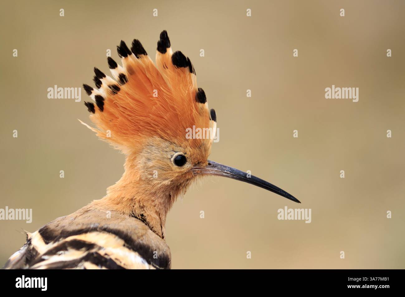 Nahaufnahme eines eurasischen Wiedehns (Upupa epops), der sein hübsches Wappen zeigt Stockfoto