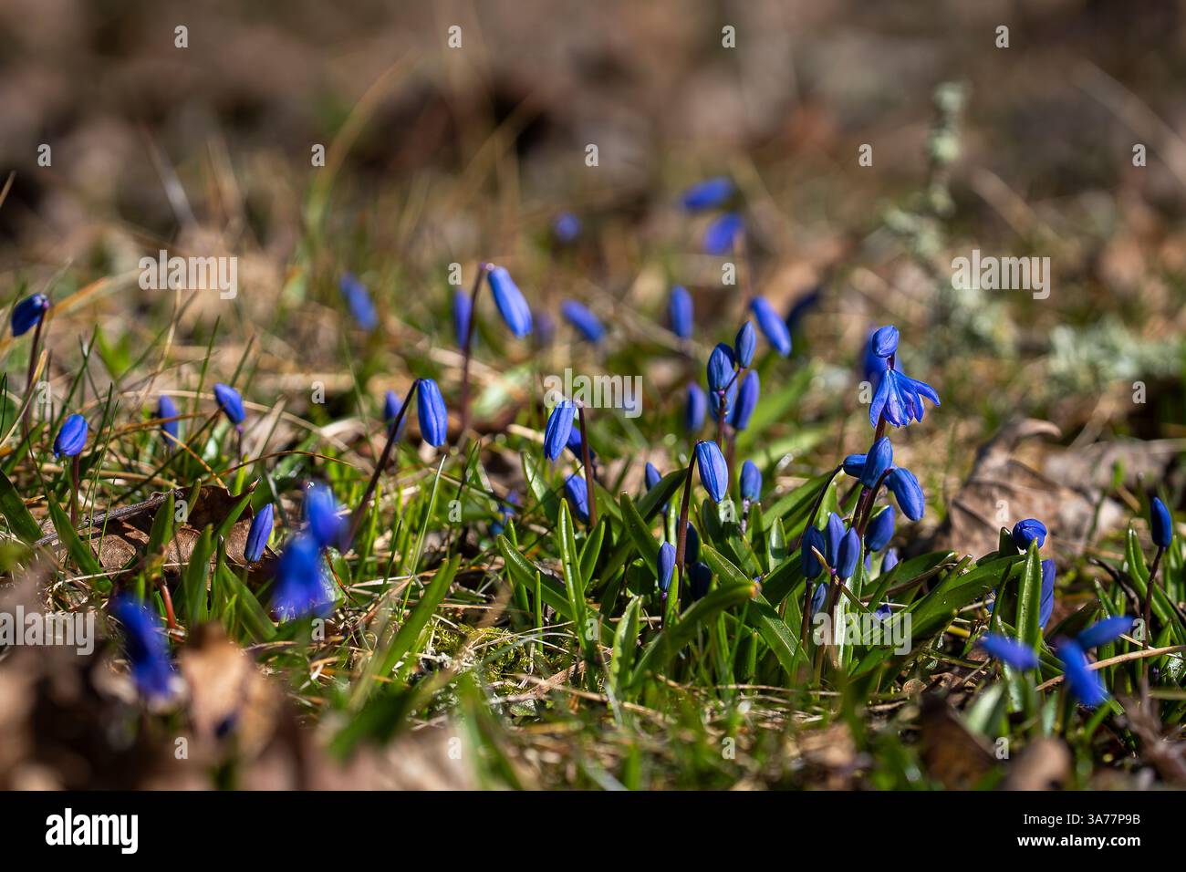 Blaue Blüten Sibirischer Schnitzel (Scilla siberica). Holzkiefer, Wiesenpflanze mit blauer Blüte im Gras. Hintergrund der Frühlingsblume. Stockfoto