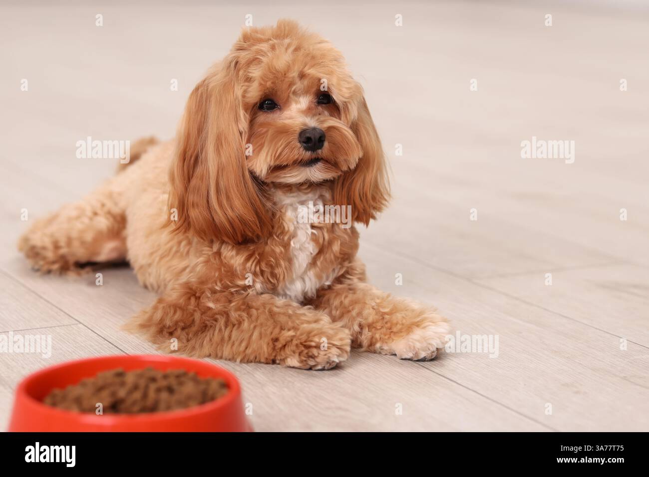 Futterschale mit Trockenfutter und süßem Hund auf dem Boden zu Hause. Leerzeichen für Text Stockfoto